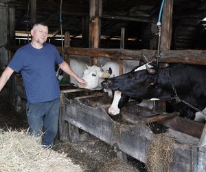 Wilki w rejonie Puszczy Knyszyńskiej. Mieszkańcy alarmują
