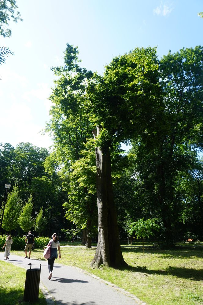 Park Miejski w Sandomierzu