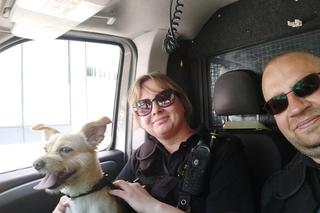 Pies w rozgranym aucie