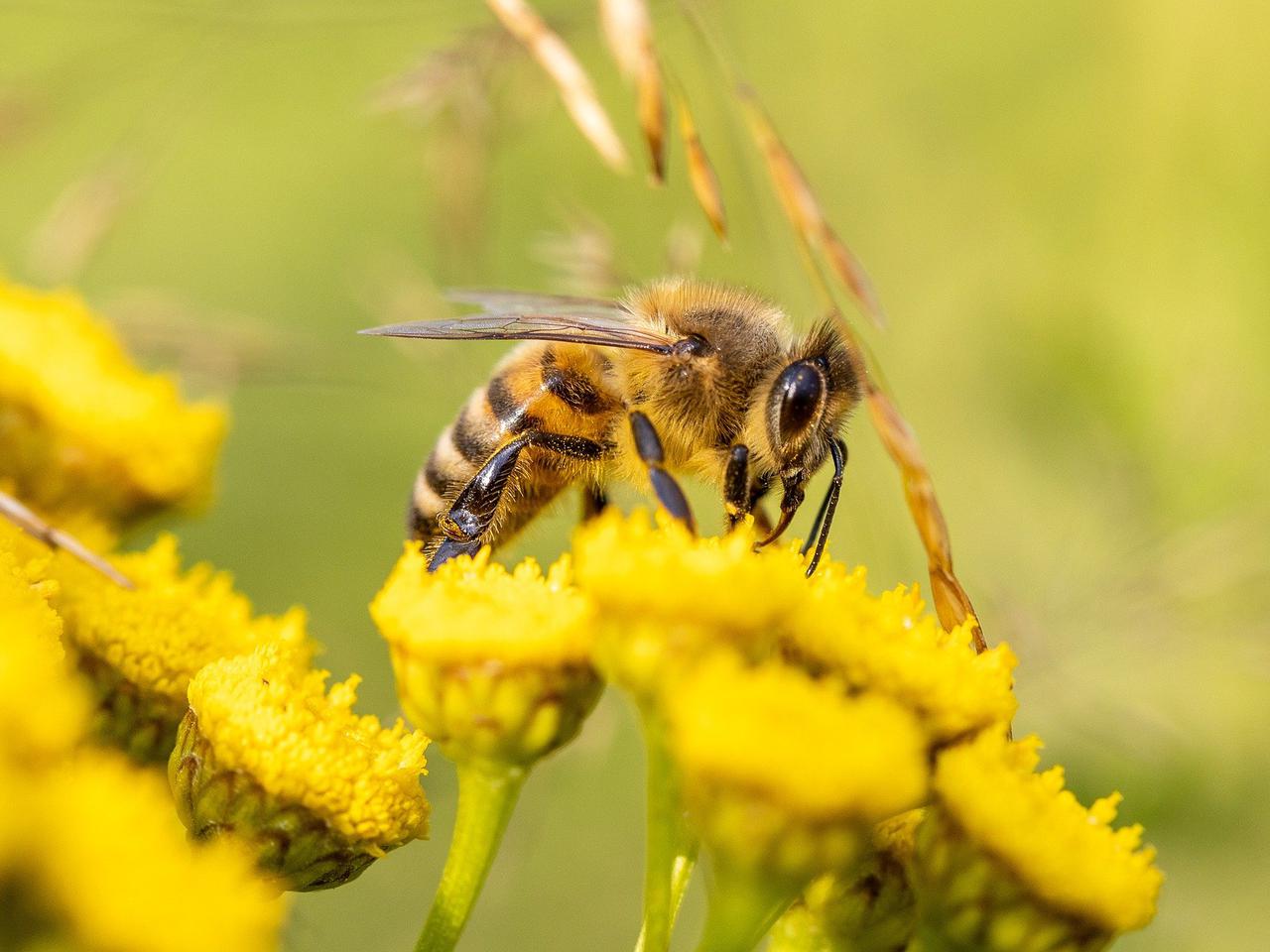 Miliony dla wielkopolskich pszczelarzy