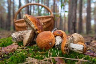 Trzy najlepsze miejsca na grzyby w Małopolsce w październiku. Pasjonaci wskazali konkretne lokalizacje
