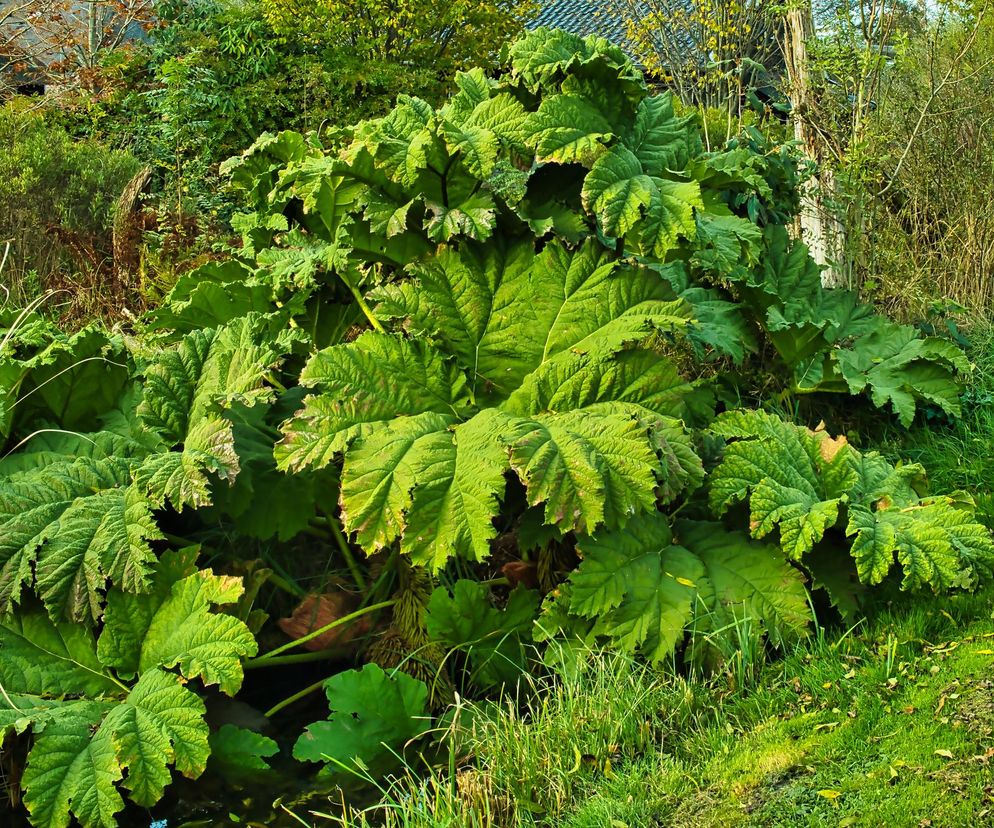 Gunnera olbrzymia