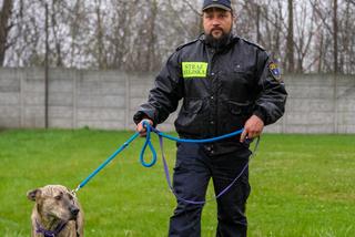 Pies w straży miejskiej