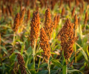 Sorgo - wymagania, uprawa, właściwości, wartości odżywcze, zastosowanie sorgo