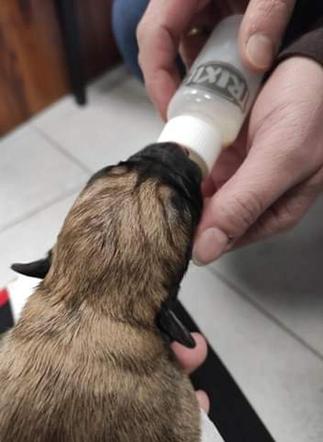 Ktoś WYRZUCIŁ NA MRÓZ 10 szczeniaków! Maleństwa CUDEM OCALAŁY! Policja szuka właściciela! 