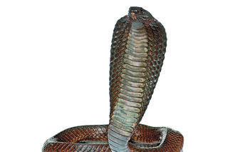 Uśmiechnięta i niebezpieczna kobra