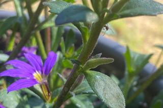 Mrówki w donicy ze scewolą