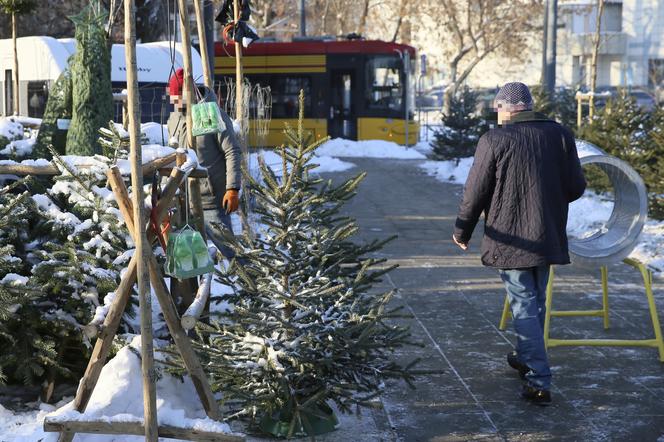 Horrendalne ceny żywych choinek w Warszawie