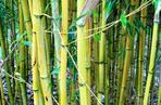 Fylostachys złotobruzdowy ‘Aureocaulis’