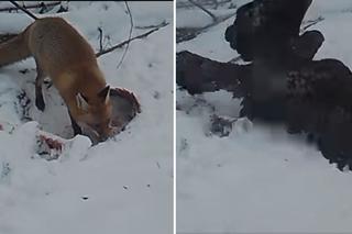 Orzeł atakuje lisa z powietrza. Niesamowita walka o jedzenie! 