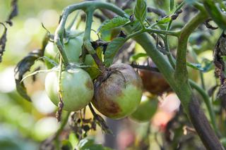 Choroby pomidorów - objawy i zwalczanie 3 najczęstszych chorób pomidorów