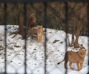 ZOO Wrocław - bilety, cennik 2023, godziny otwarcia. Jak dojechać? Mapa, parking