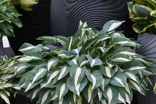 Funkie w pojemnikach