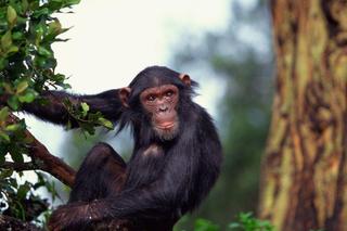 To najmądrzejsze zwierzęta świata