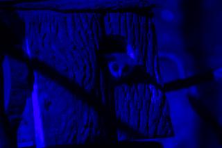 Nowi mieszkańcy Orientarium ZOO Łódź