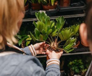 W Lesznie odbędzie się Festiwal Roślin 