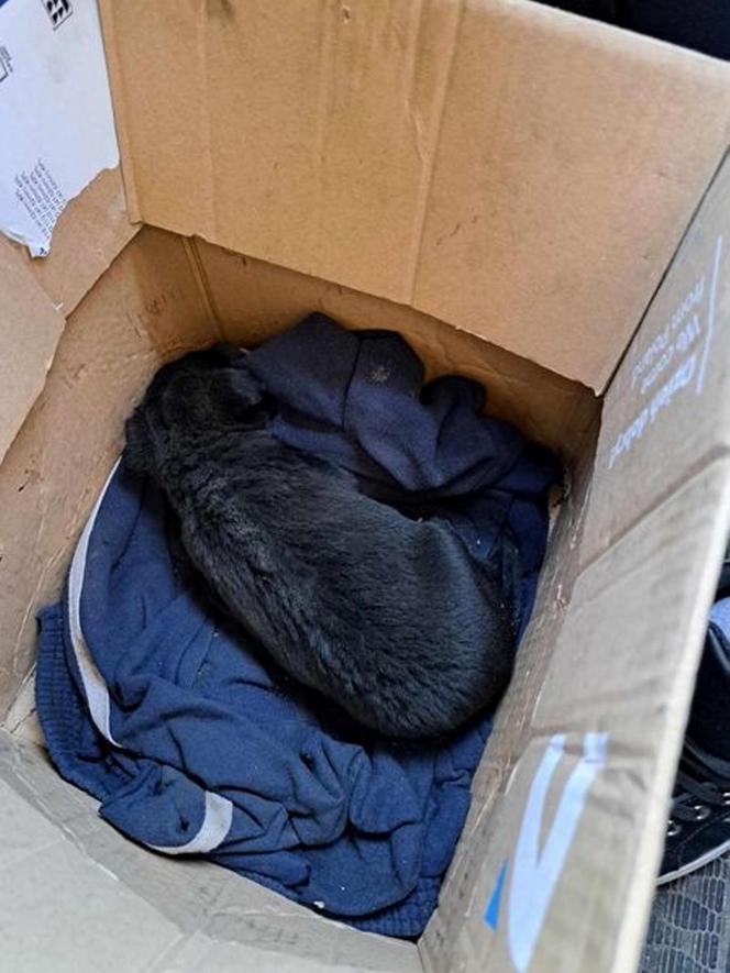 Lubelskie. Grzybiarze znaleźli Elzę w lesie. Psiak ledwo przeżył. Fundacja szuka dla niej nowego domu