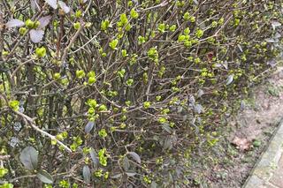 Wiosna w Poznaniu. Nadchodzi lepsza część roku