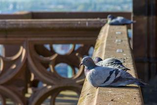 Ten patent sprawi, że gołębie nigdy nie usiądą na twoim balkonie. Koniecznie go wypróbuj
