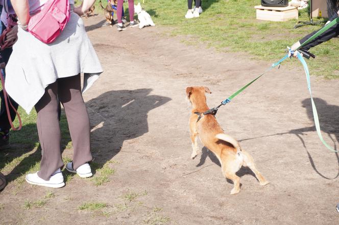 Dogtrekking w Poznaniu