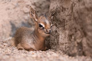 We wrocławskim zoo urodził się afrykański Bambi. To najmniejsza antylopa na świecie [ZDJĘCIA]