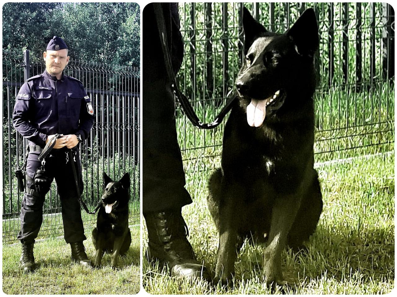 Mielno: Napadli, pobili i okradli. Namierzył ich owczarek Nabat!