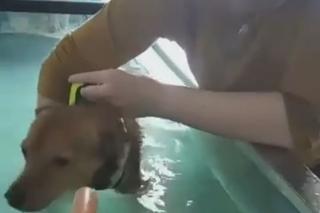 Ćwiczą dla parówki