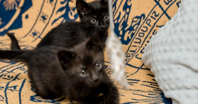 Chcesz mieć kota? Pomyśl o adopcji! Te piękne kociaki czekają na swój dom [ZDJĘCIA]