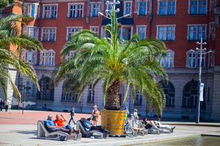 Las Palmas Katowice. Palmy wróciły na Rynek. Można tam poczuć żar tropików