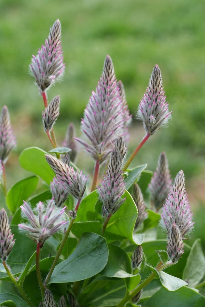 Ptilotus exaltatus 