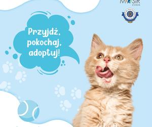 W niedzielę Wystawa Kotów ze schroniska w Hali Rondo. Będzie można adoptować