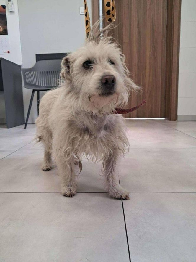  „Brudny i zaniedbany”. Kto przywiązał psa do drzewa? Policja pilnie szuka sprawcy