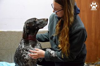 Milka ponownie trafiła do przytuliska Reksio w Bojanie 