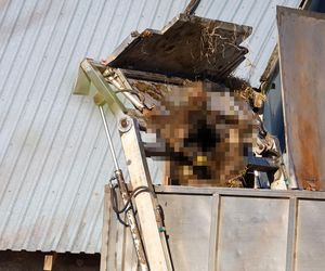 Horror koło Ostródy. Zwierzęta konały bez światła, wody i jedzenia