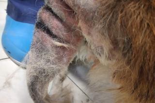 Oświęcim. Koran i Arisa nie dożyły ukarania okrutnego właściciela. Zgotował im piekło!