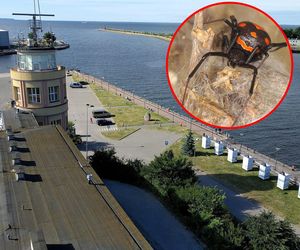 Jadowite pająki w porcie w Gdańsku! Przypłynęły transportem wojskowym? To owiany złą sławą gatunek