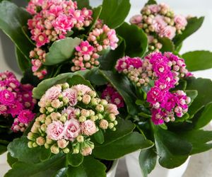 Kalanchoe Blossfelda