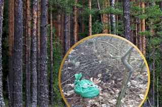 Szokujące znalezisko w lesie pod Bydgoszczą. Ktoś kozę zjadł, a jej głowy nie chciało mu się zakopywać, więc zostawił w reklamówce