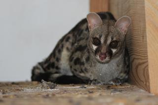 Bydgoskie ZOO ma nowych mieszkańców! Będzie można ich zobaczyć już w święta!