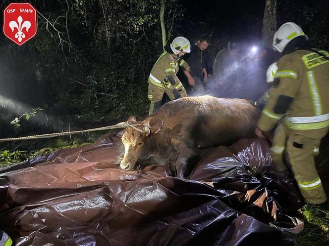 Krowa topiła się w bagnie. Na pomoc ruszyli strażacy [ZDJĘCIA]