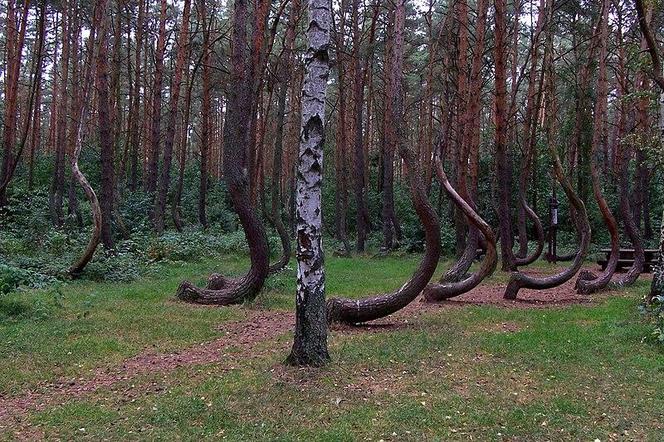 Krzywy las pod Gryfinem - zdjęcia. Jak powstał?