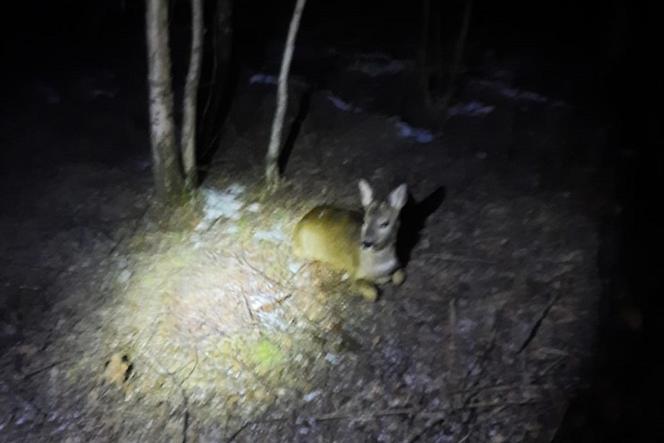 Koziołek w tarapatach. Dzięki straży granicznej zwierzę może dalej hasać po lasach [FOTO]