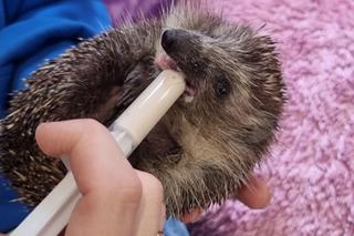 Ekostraż ratuje nie tylko psy i koty. Ile kosztuje leczenie jeża? Zobacz, jak ono wygląda