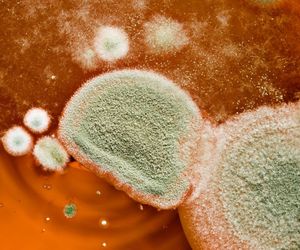 Grzyb w domu i pleśń w jedzeniu są niebezpieczna dla zdrowia