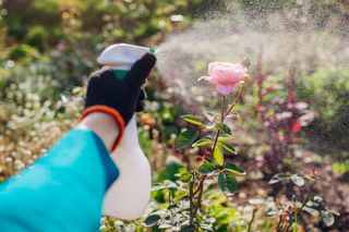  Zakop to przy korzeniach krzewów róży, a oszaleją. Konieczny zabieg potrzebny do wybudzania roślin po zimie