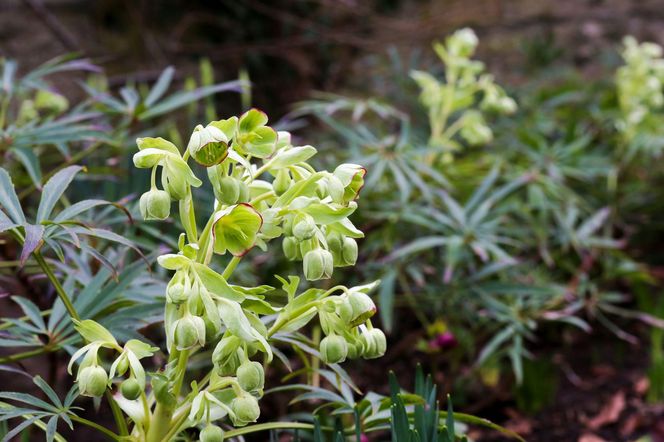 Ciemiernik cuchnący