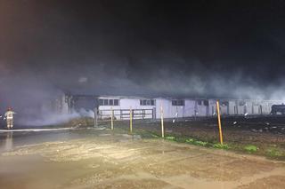 Ponad 60 krów spłonęł żywcem! Tragiczny pożar i milionowe straty [ZDJĘCIA]