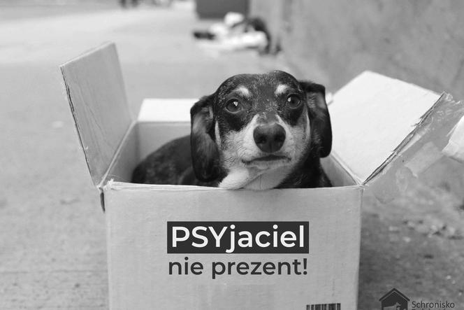 Pies, to nie zabawka! Bełchatowskie schronisko wstrzymuje adopcje zwierząt. Dlaczego?  