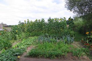 Zdrowe warzywa z wlasnego ogrodu