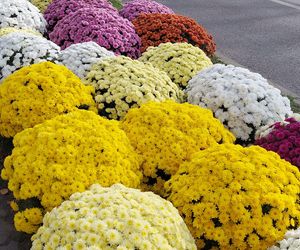 Przygotowania do Wszystkich Świętych Zamość